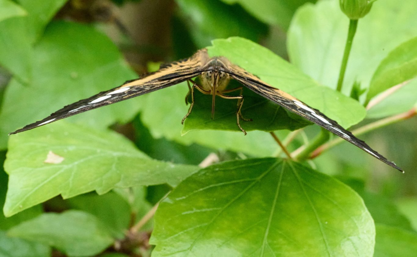 Clipper - Parthenos sylvia - South and Southeast Asia