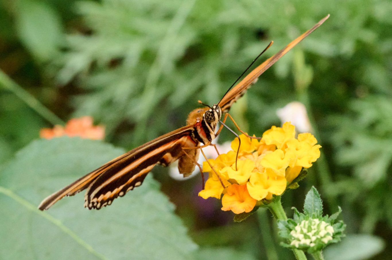 Tiger wing - Tithorea Harmonia - Ecuador