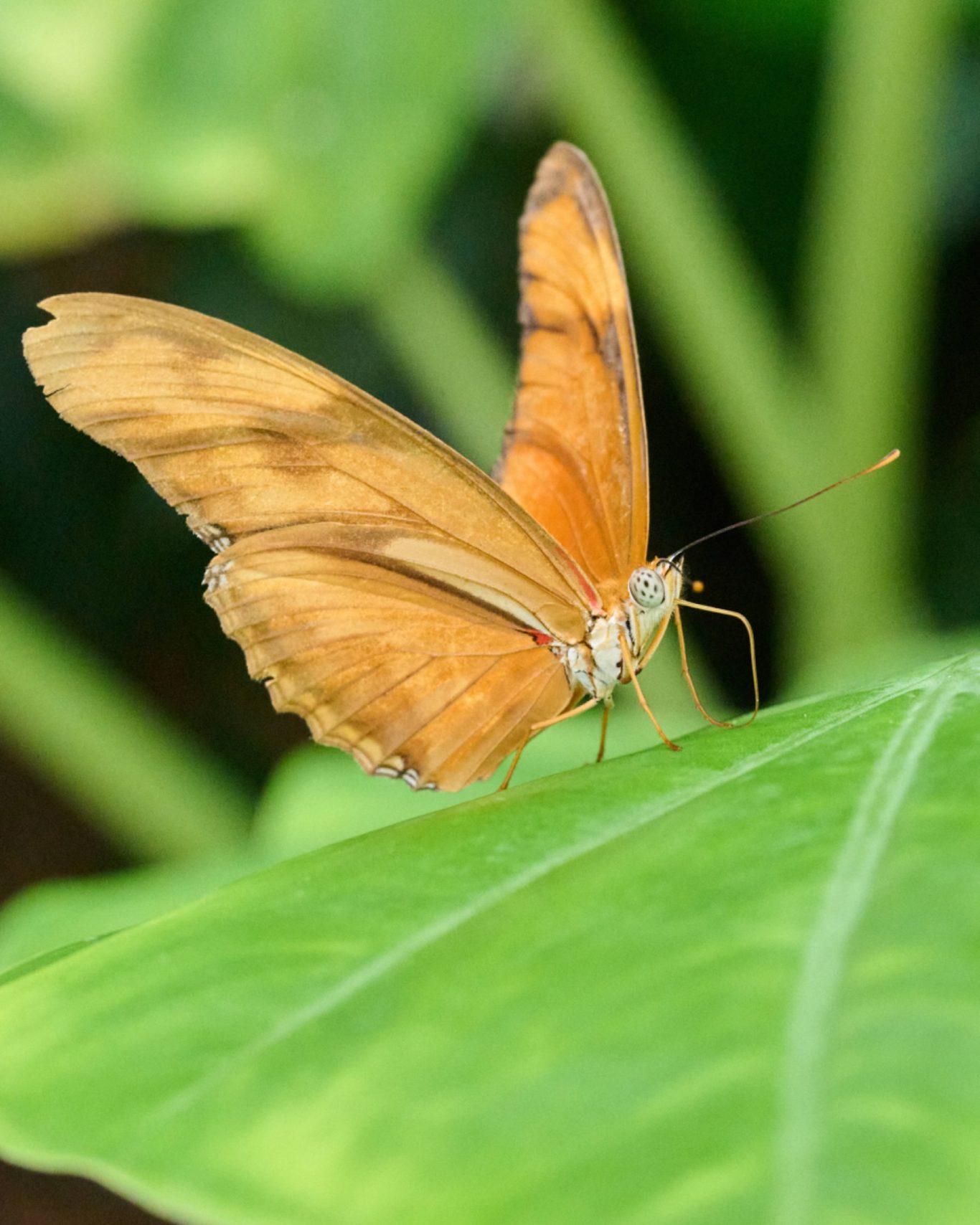 Dryas Julia Flambeau - South America