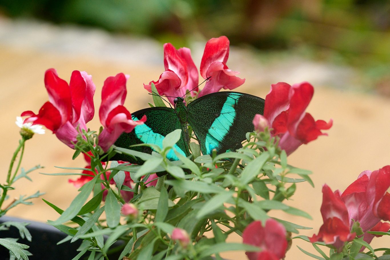 Green banded swallowtail - Papilio palinurus - Philippines