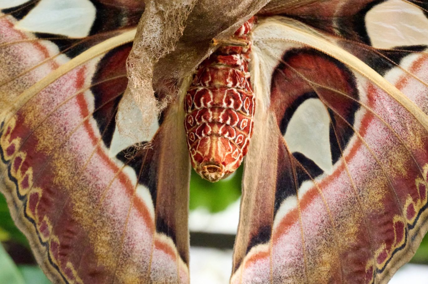 Giant Atlas Moth - Attacus Atlas - Thailand
