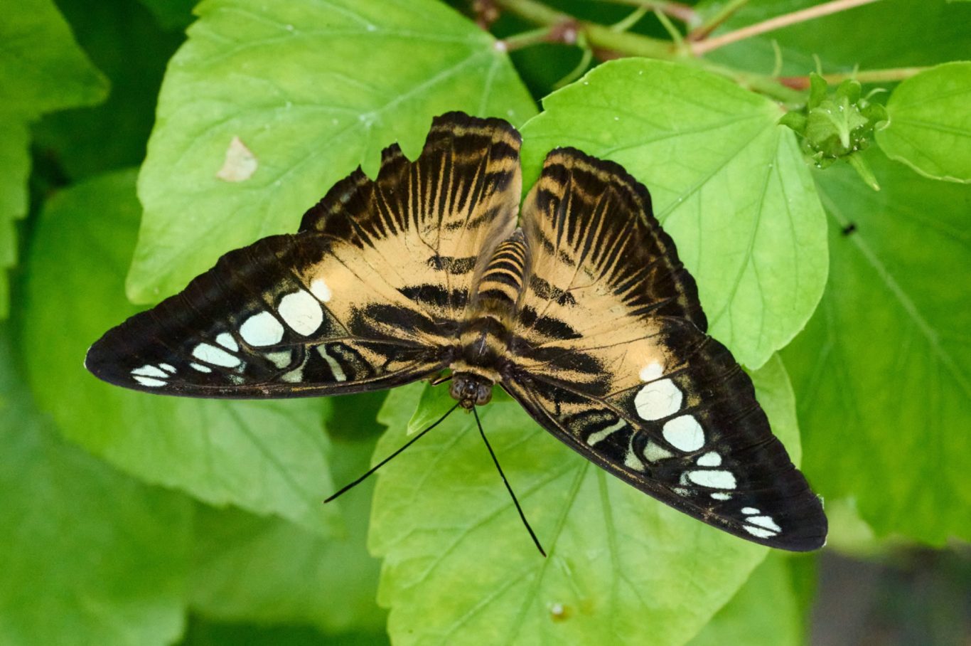 Clipper - Parthenos sylvia - South and Southeast Asia