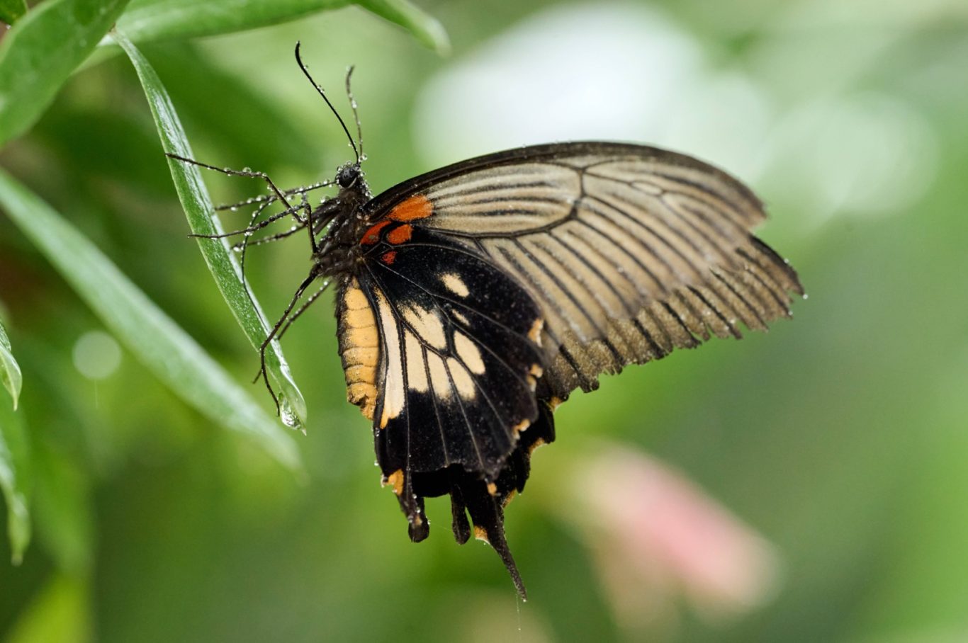 Scarlet Mormon - Papiliorumanzovia - Philippines