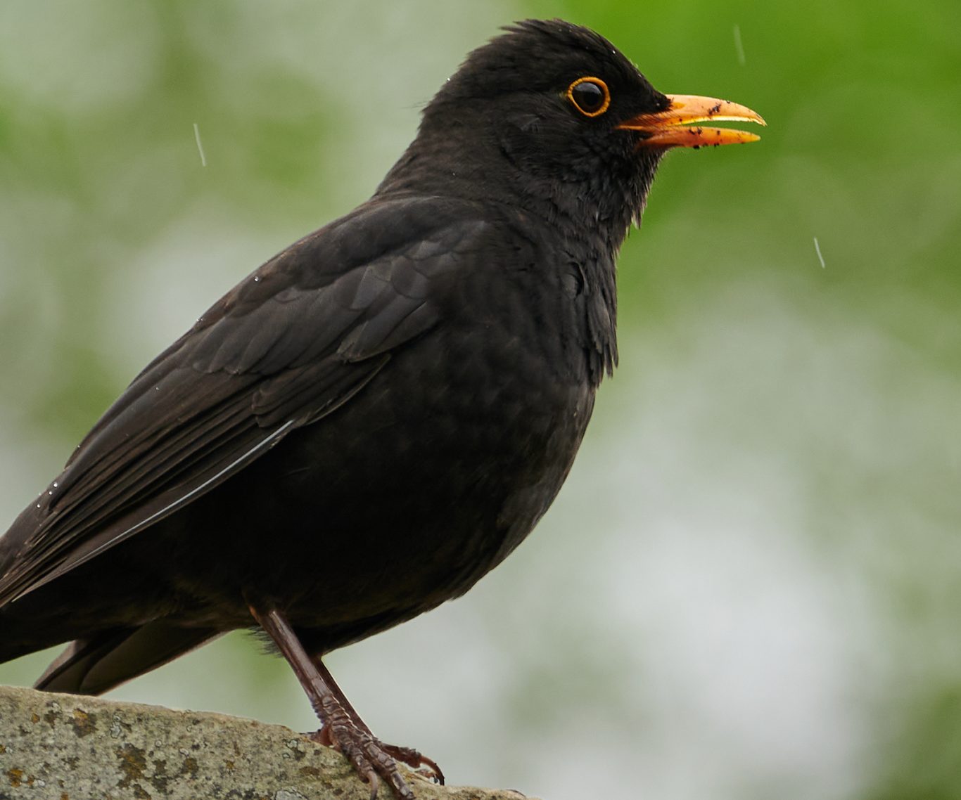Blackbird - turdus merula