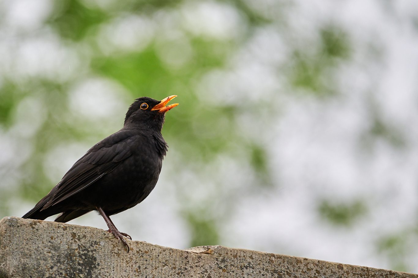 Blackbird - turdus merula