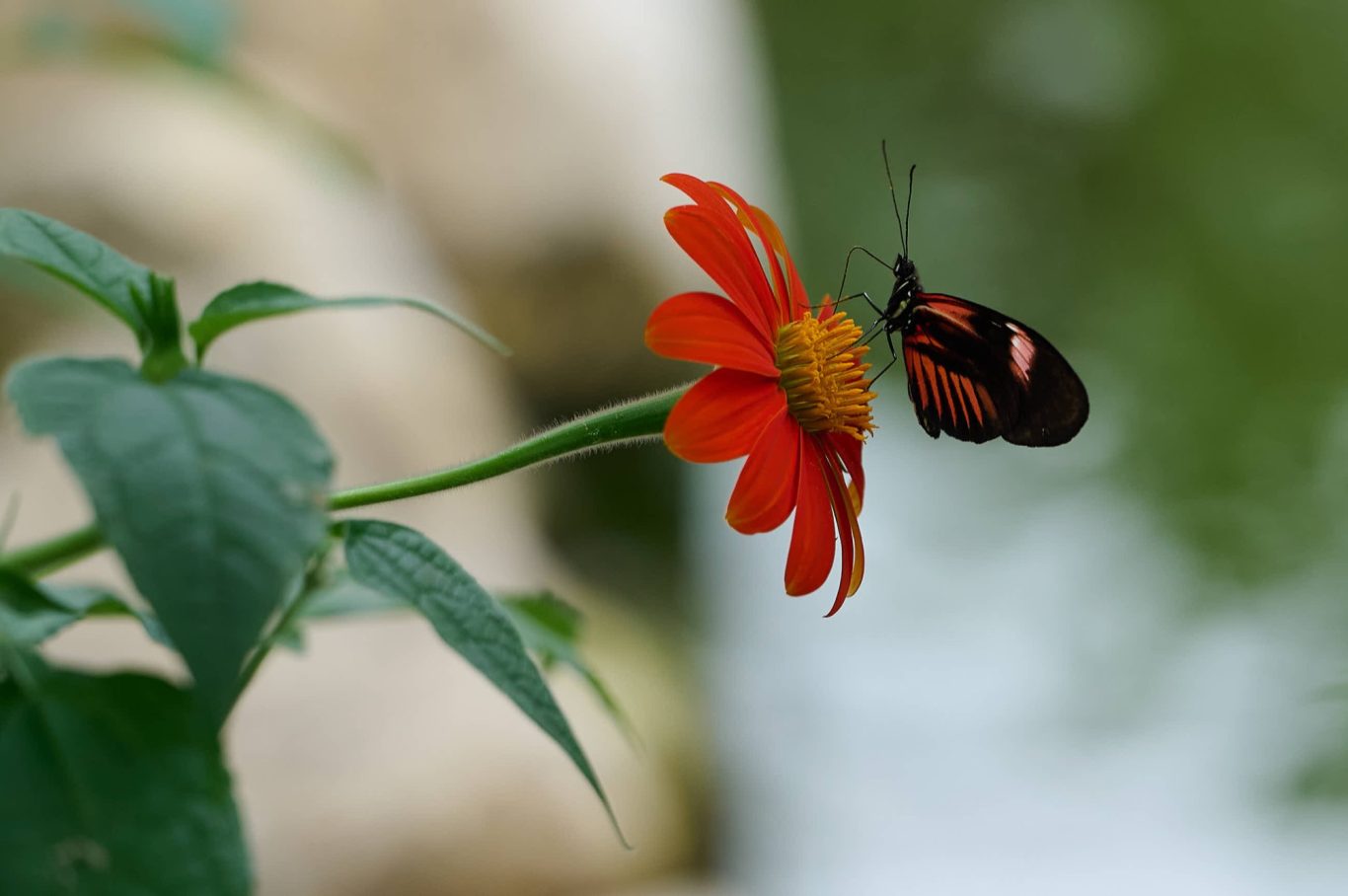 The Postman - Heliconius melpomone - South America